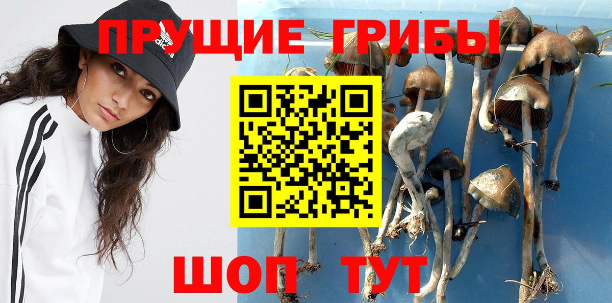 Псилоцибиновые грибы Psilocybe  Вход с VPN  Волоколамск 